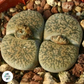 Lithops leslieai C341 (Kimberley form) / Living stones / 40 seeds